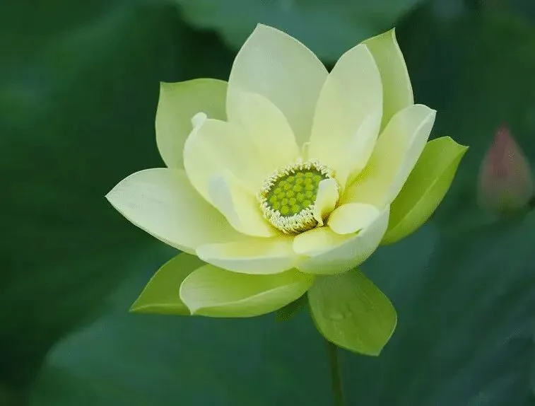 【戒香普熏】《优婆塞戒经》：云何当令是戒净？