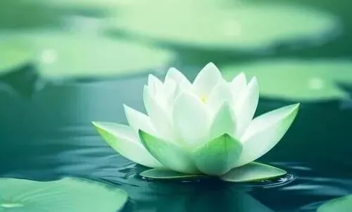 【戒香普熏】《优婆塞戒经》：云何当令是戒净？（二）