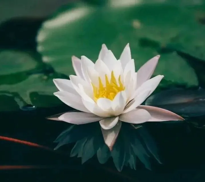 【菩提愿海】《华严经》：菩萨摩诃萨有十种发菩提心因缘！