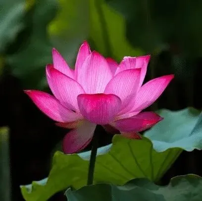 【人生嘉言】印光大师：逆来顺受，始名乐天；修身植德，方曰尽性！