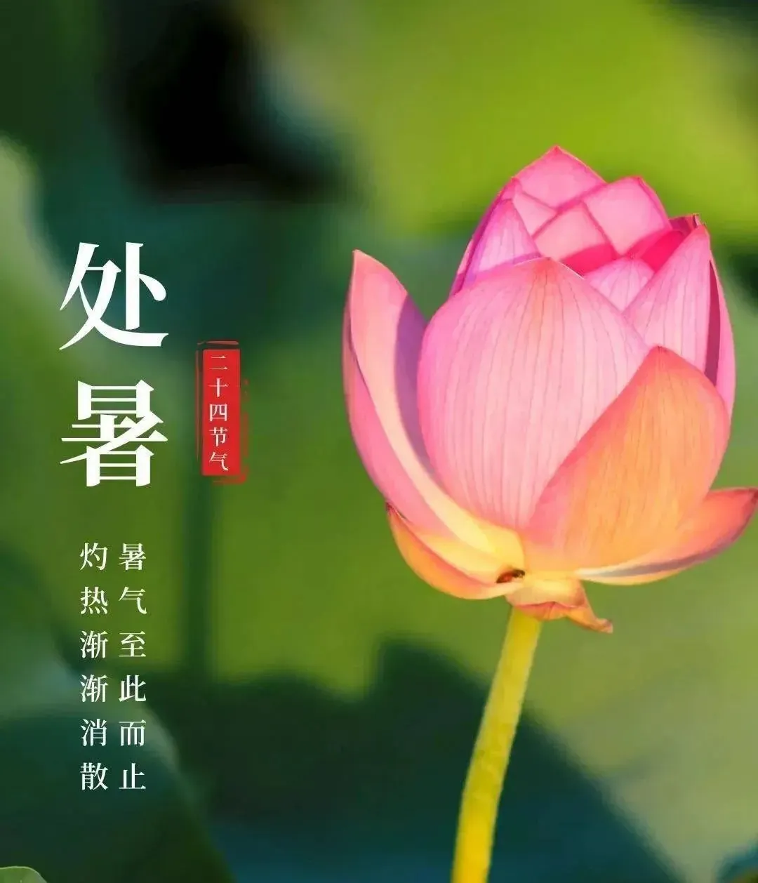 【彼岸花开】处暑劝念佛：处暑寒来道易生，六时佛号更虔诚！