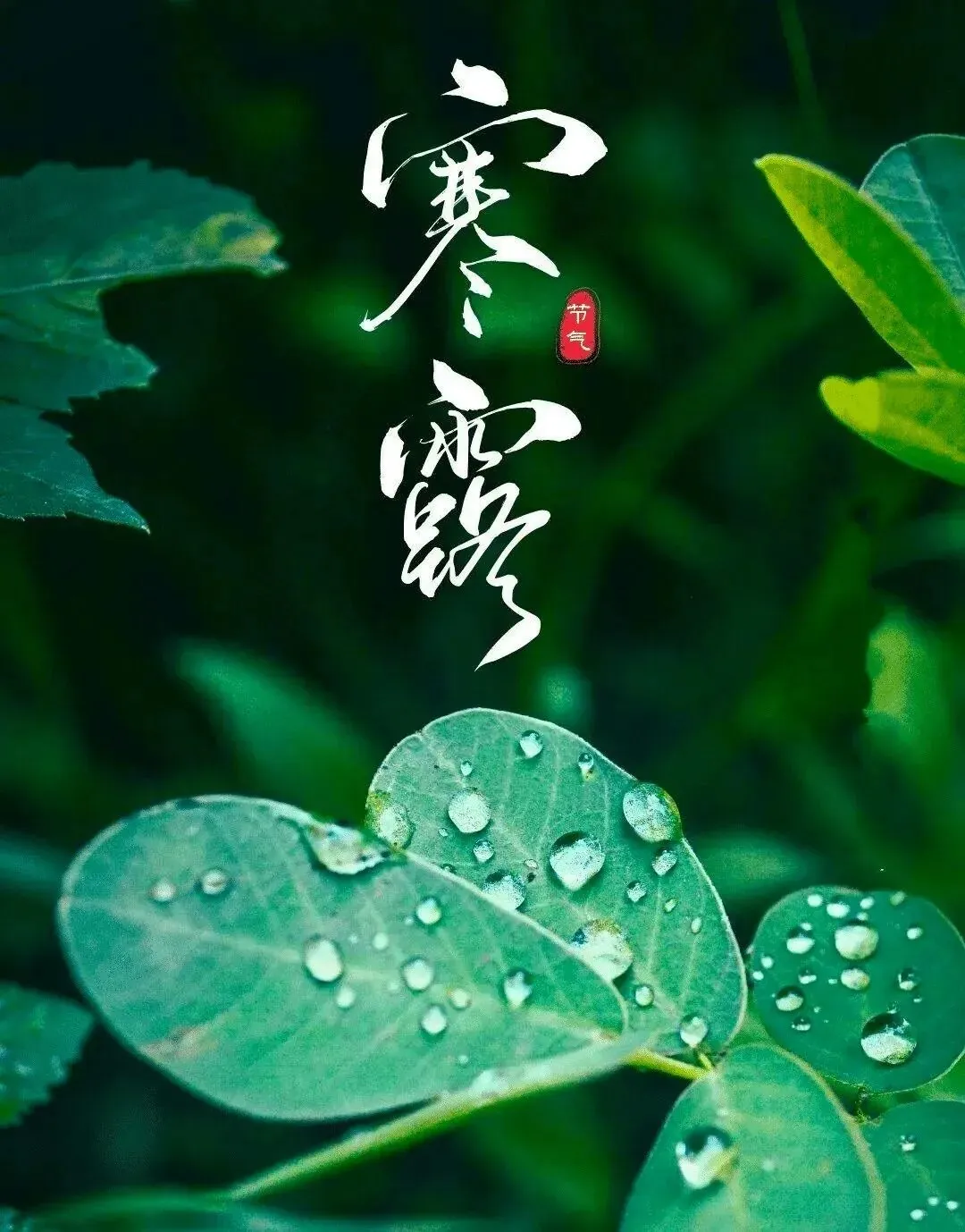 【彼岸花开】寒露劝念佛：寒露持名念至微，求生净土信依依！