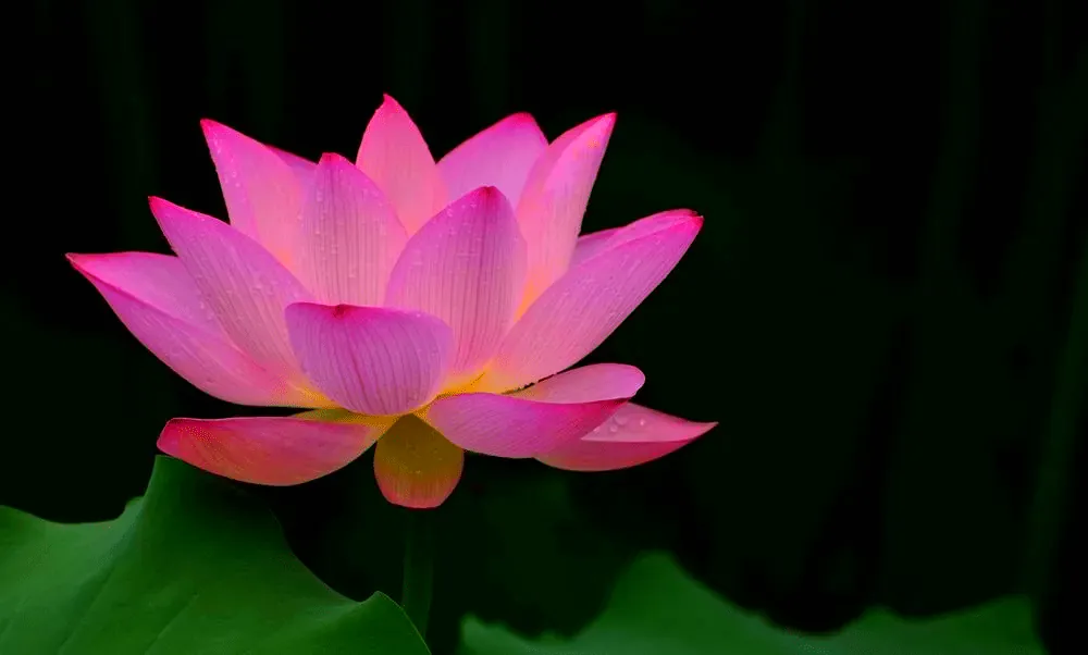 【戒香普熏】《集一切福德三昧经》：云何菩萨摩诃萨净戒庄严？