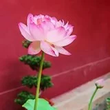 【人生嘉言】\u00a0《禅林宝训》：格局开阔乃处事之道！