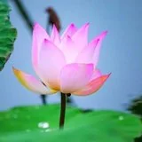 【人生嘉言】《禅林宝训》：胸怀开阔，方能自利利他！
