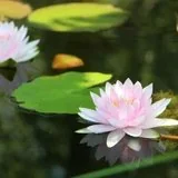 【人生嘉言】蕅益大师：立身行己之道，志欲刚，气欲柔！