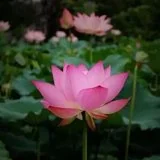 【佛佑中华 国泰民安】省庵大师：念佛无难事，所难在一心......
