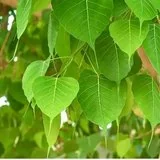 【佛经故事】 不留种子，后生悔恨！