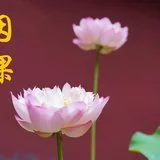 【佛经故事】不会遗失任何物品的妇女（一）