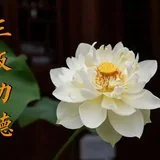 【佛经故事】天子受皈，免堕猪身！（二）