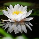 【佛经故事】白发老翁为何才四岁？