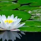 【佛经故事】贫人持戒受胜乐