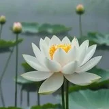 【佛经语录】《自在王菩萨经》：如何得慧自在、无碍智？