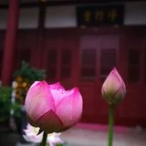 【学佛行仪之居士疑问】买花供佛时夹杂着花苞及刚开之花，可以吗？
