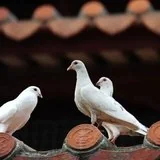 【学佛行仪之敬法篇】 白鸽听经，转世成高僧！