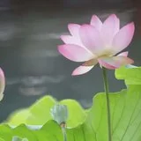 【彼岸花开】但得见弥陀，何愁不开悟？