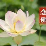【彼岸花开】夏至劝念佛：夏至虔诚念佛陀，虎溪远祖种莲荷！