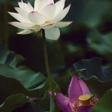 【彼岸花开】如是念佛，无业障不消，无福慧不足！