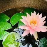 【戒香普熏】 受持六十五种禁戒，功德无尽！（一）