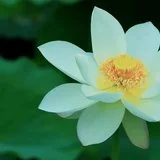 【戒香普熏】《 大宝积经》：菩萨行清净戒时，具有十种极重深心！