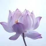 【戒香普熏】《 大智度论》：持戒清净，所愿皆得！