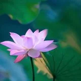 【戒香普熏】《 戒香经》：唯有戒香而最上！