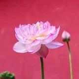【戒香普熏】《大萨遮尼乾子所说经》:有十二种持戒，得大利益！