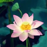 【戒香普熏】断无义语，得四种果报！