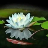 【戒香普熏】达摩祖师：如何成就三聚净戒?