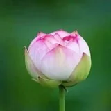 【戒香普熏】《集一切福德三昧经》：云何菩萨摩诃萨净戒庄严？