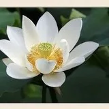 【持戒法语】持净戒者，于诸众中而为第一、最高、最上！