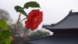 【灵石剪影】灵石律寺新春三千佛洪名宝忏之虔诚献供篇