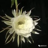 【甘露法语】净界法师：唯一的机会就是今生！