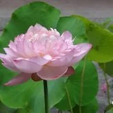 【祖师开示】莲池大师：何为信、愿、行？