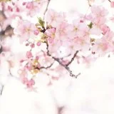 【祖师开示】蕅益大师圆寂纪念日，共勉大师法语：净戒为因，净土为果！（附：视频法语）