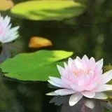 Featured image of post 【祖师开示】蕅益大师：如是修行，敢保成就！