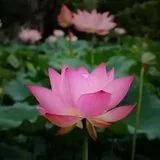 【般若明灯】法藏法师：何为积极而正确之决心？