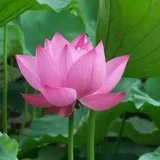 【般若明灯】法藏法师：佛弟子如何学习放下？