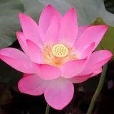 【般若明灯】法藏法师：修行要与般若相应！