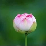【般若明灯】法藏法师：在红尘中，如何修菩萨行？