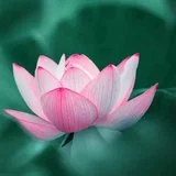 【般若明灯】法藏法师：如何面对委屈、烦恼 ？