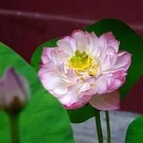 【般若明灯】法藏法师：欲浪滔滔戒作筏，身口摄持法无他！