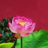 【般若明灯】法藏法师：菩提心是成佛的唯一因心！