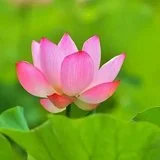 【般若明灯】法藏法师：视苦难烦恼为师！