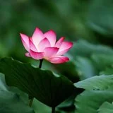 【般若明灯】法藏法师：遇境之际，如何保持自觉？