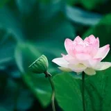 【菩提愿海】《华严经》：发菩提心，令其身心增长善法！