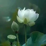 【菩提愿海】《华严经》：得菩提心药，消灾免难！