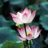 【菩提愿海】《华严经》：若得菩提心宝，能灭一切无知暗冥！