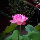 【追思法语之七】上慧下本师父拥有快乐人生的秘诀（上慧下本师父与居士分享的人生小故事）