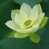 Featured image of post 【戒香普熏】《优婆塞戒经》：云何当令是戒净？